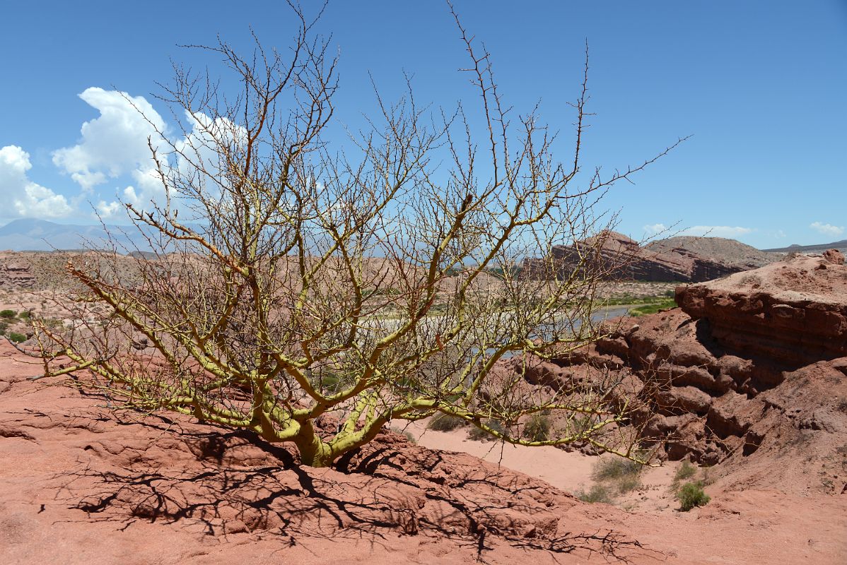 36 Colourful Tree next To Rio de los Conchos With Los Castillos The Castles Beyond In Quebrada de Cafayate South Of Salta